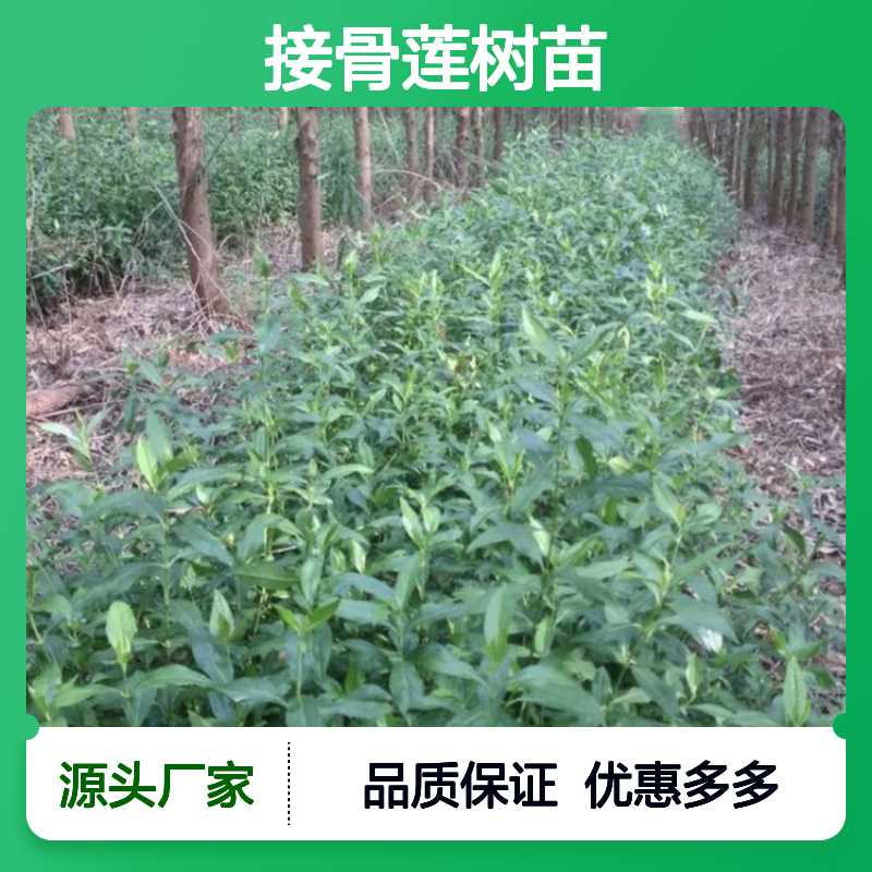 接骨莲树苗 基地直供 常绿灌木 管理简单 生长迅速