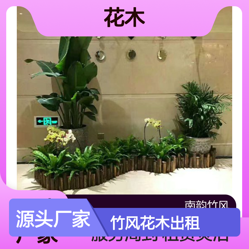 南韵竹风花木出租 品种多样规格全 服务周到 发货及时