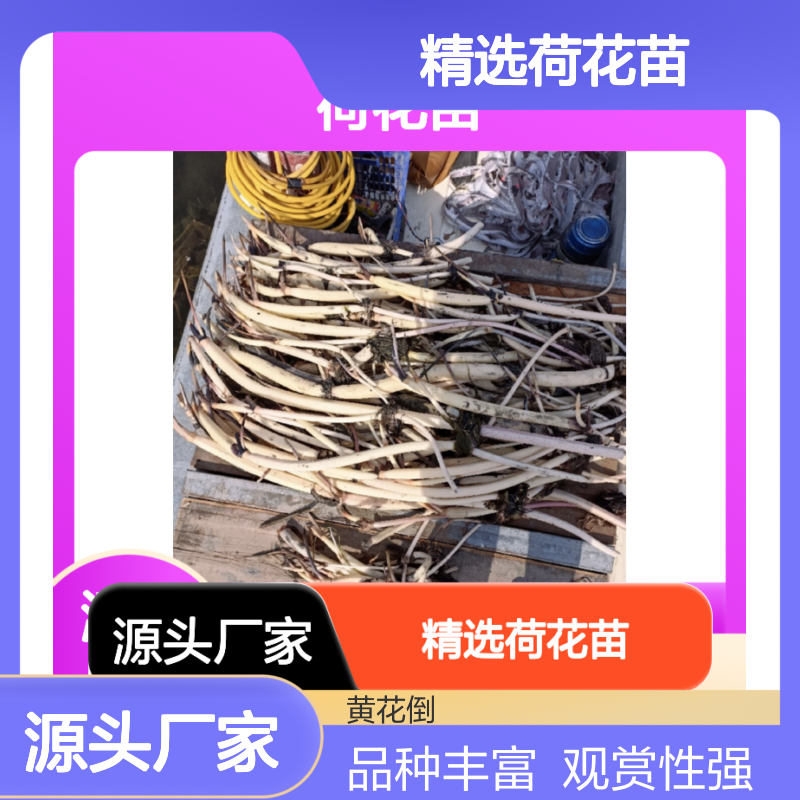 精选荷花苗 批发供应 品种丰富 观赏性强 诚信经营