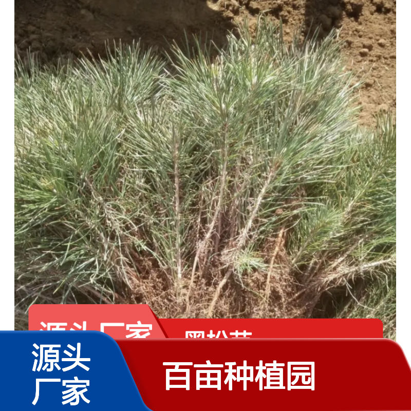 日本黑松苗 百亩种植园直供 批发优选 成活率高
