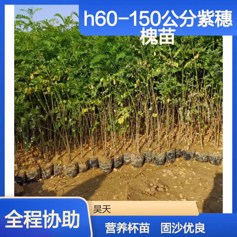 根系发达固沙优良树 H60-150公分紫穗槐苗木 口径12公分杯苗