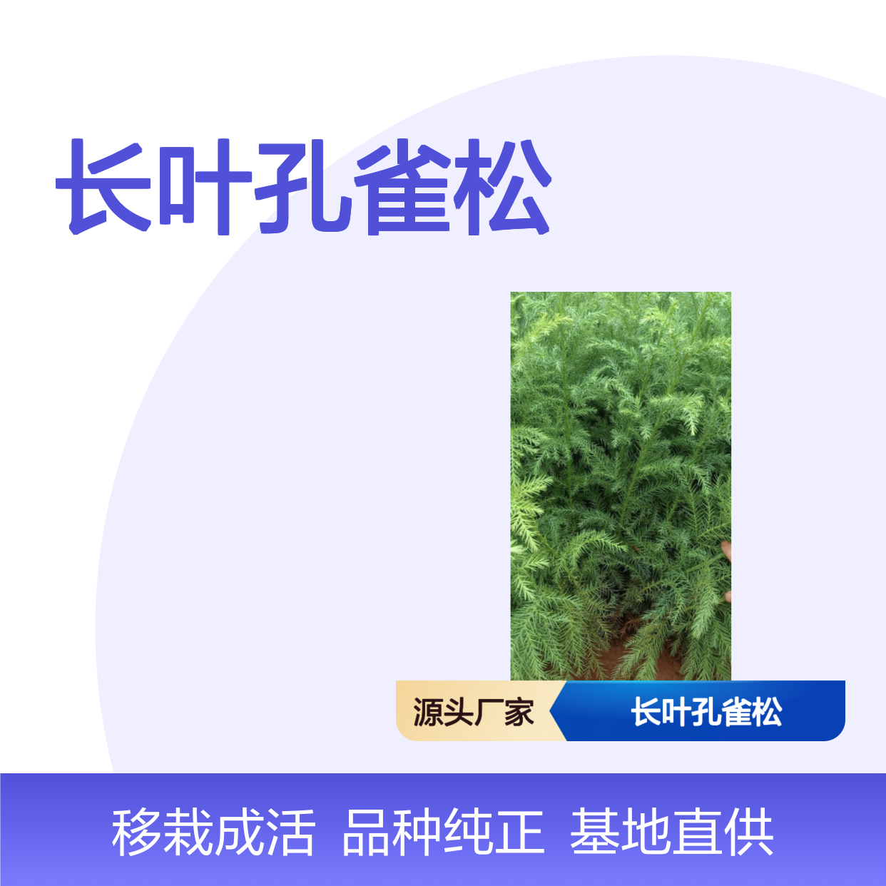 当年新收长叶孔雀松种子 基地批发免费技术指导