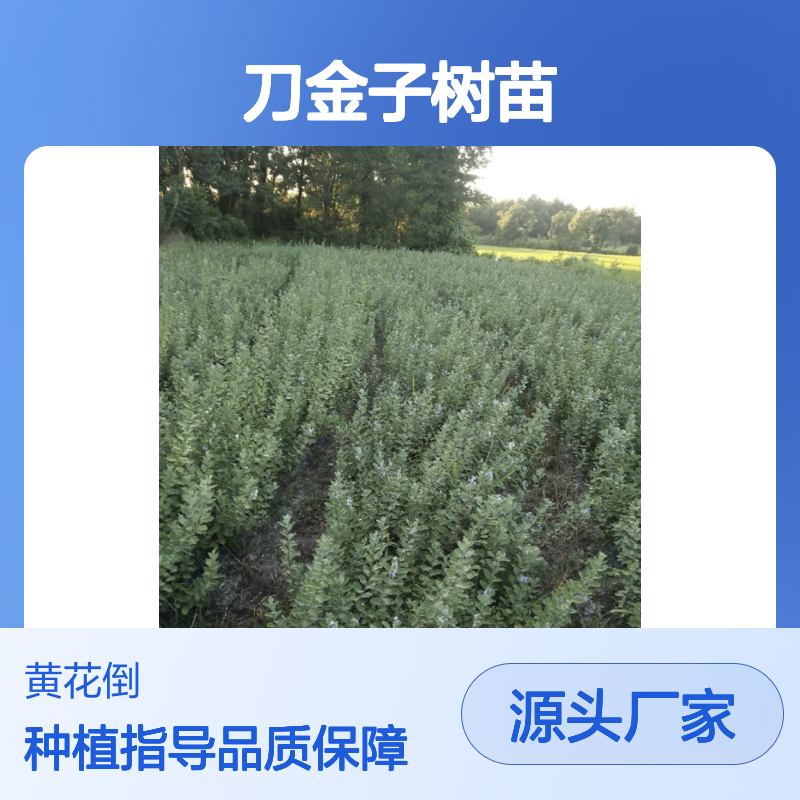 刀金子树苗 落叶灌木 适应性强 易于繁殖 管理简单