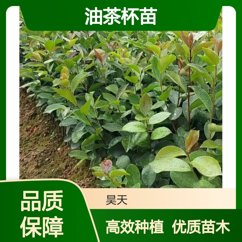 木本油料树 白花油茶实生苗 红花油茶杯苗 无纺布小袋苗木