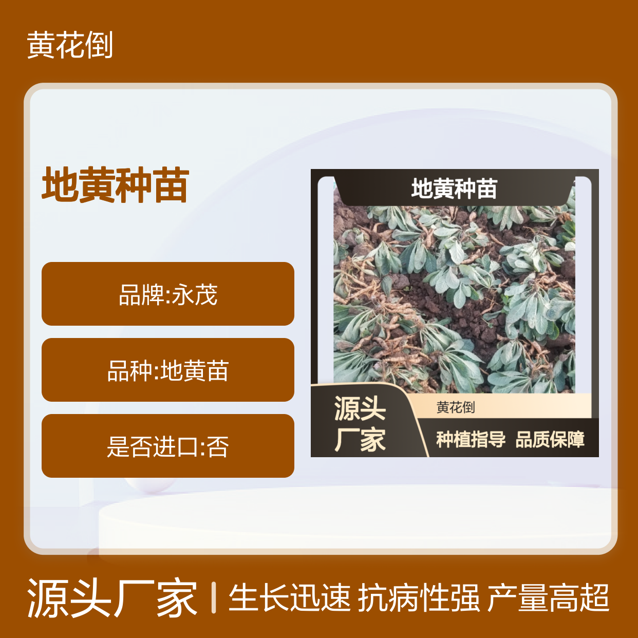 怀庆地黄种苗 根茎繁殖 产量高 生长迅速 抗病性强