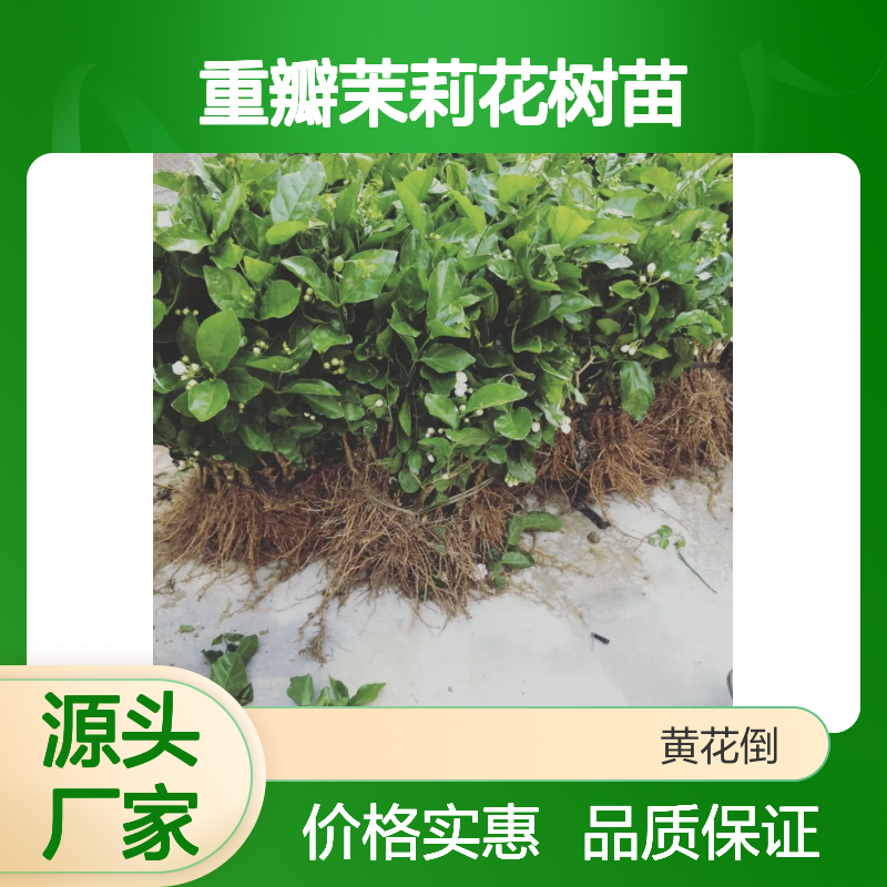 重瓣茉莉花树苗 盆栽地栽皆宜 花卉批发 观赏性强