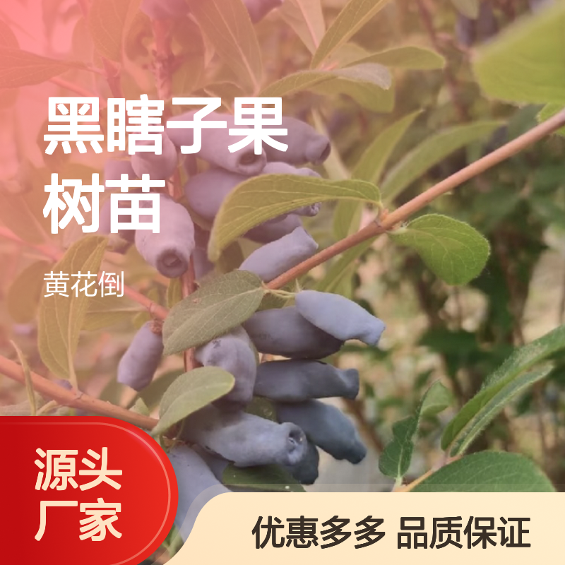 黑瞎子果树苗 批发基地直供 适应性强 绿色食品