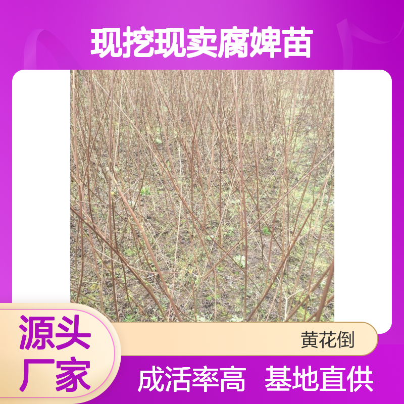 现挖现卖腐婢苗 基地直发包教种植管理技术品质纯正可票