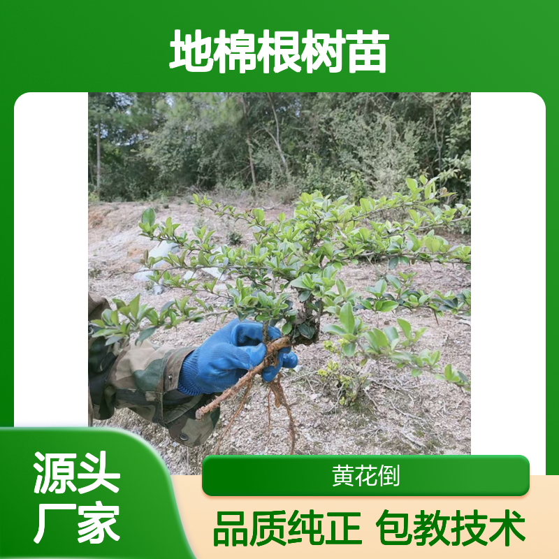 常年基地供应地棉根树苗 基地直发包教种植管理技术品质纯正可票