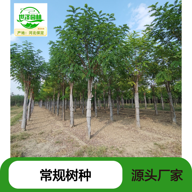 红花刺槐基地 10-12公分 植株健壮 无病虫害 常规树种 一站式采购
