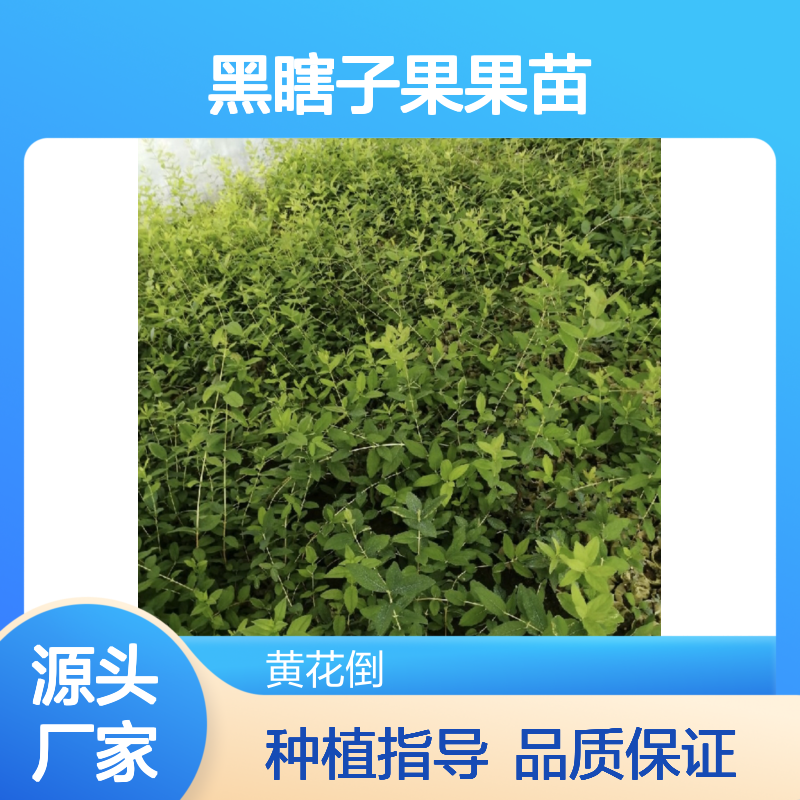 黑瞎子果果苗 百亩基地直供 批发种植 成活率高