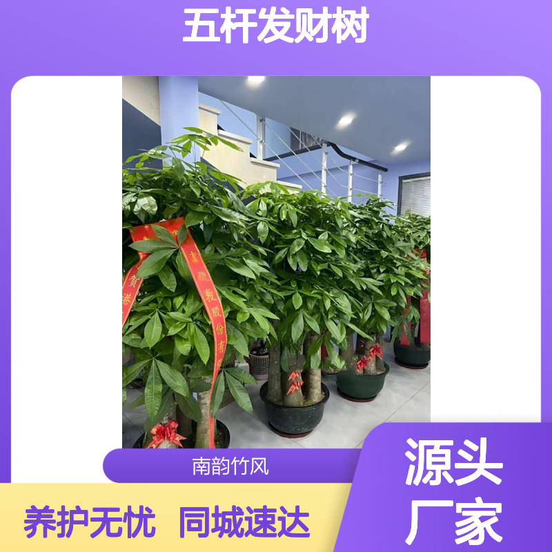 五杆发财树办公室长绿植物盆栽 寓意财源事业有成