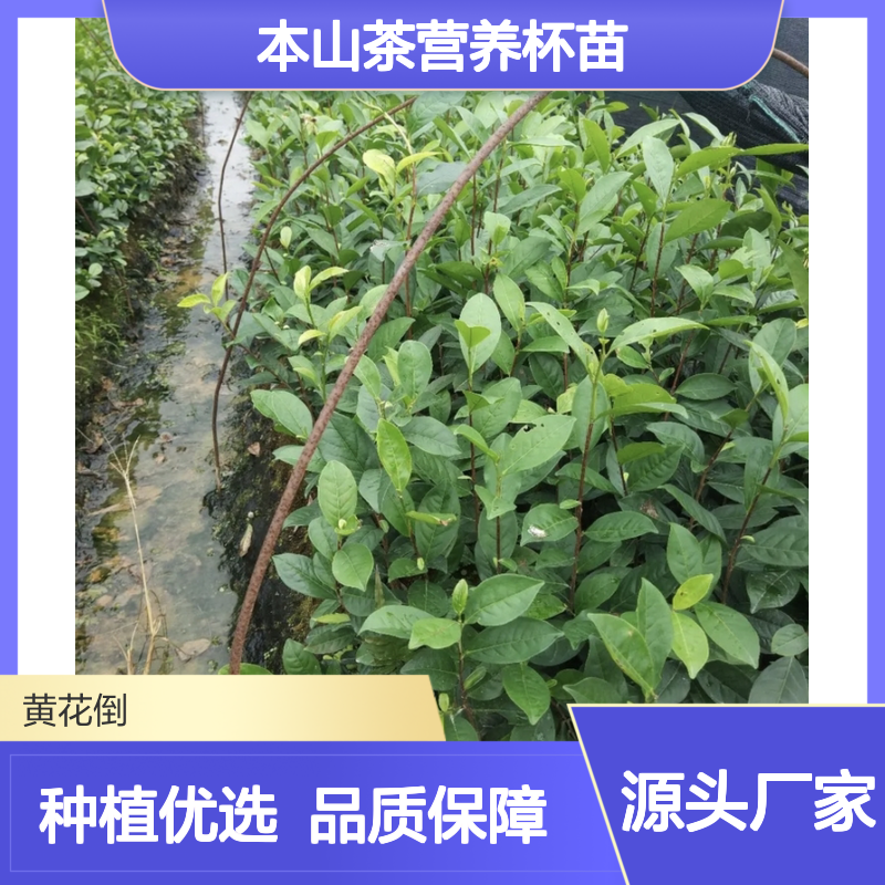 本山茶营养杯苗 品种全根系发达 管理方便 质量保证