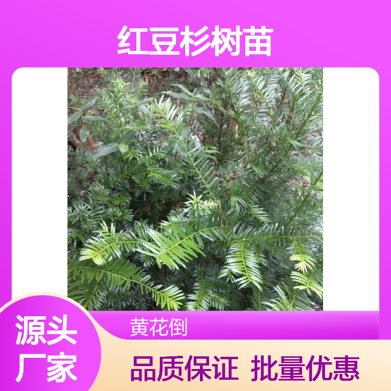 红豆杉树苗 基地直供 批发种植 耐寒耐旱 技术指导