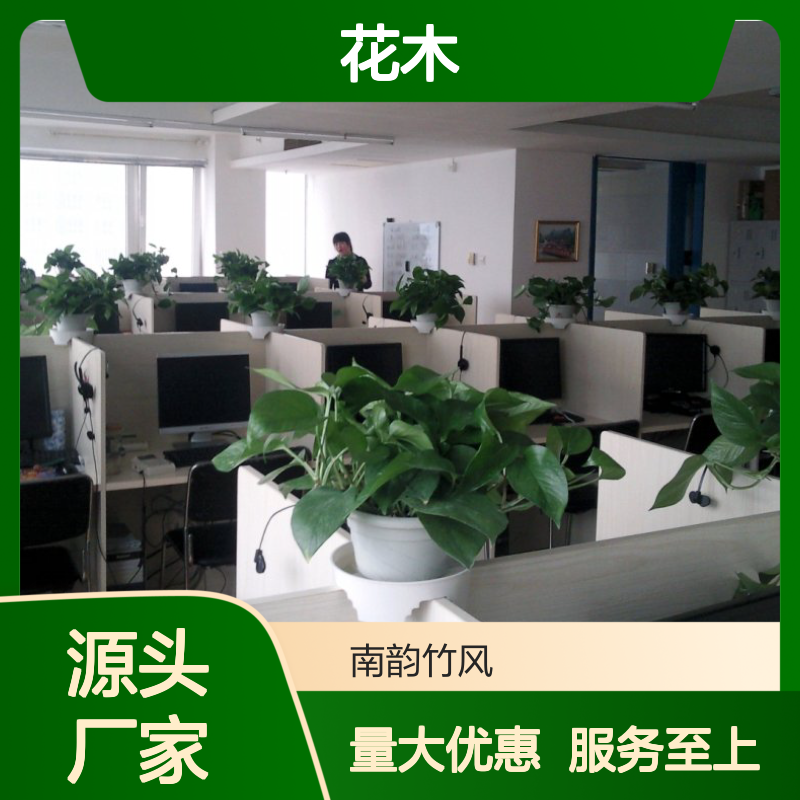 花木维护 南韵竹风厂家直供货源 成活率高 品质如一