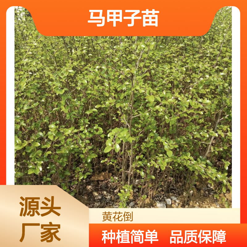 马甲子苗 园林绿篱优选 基地直发 药用价值 生长迅速