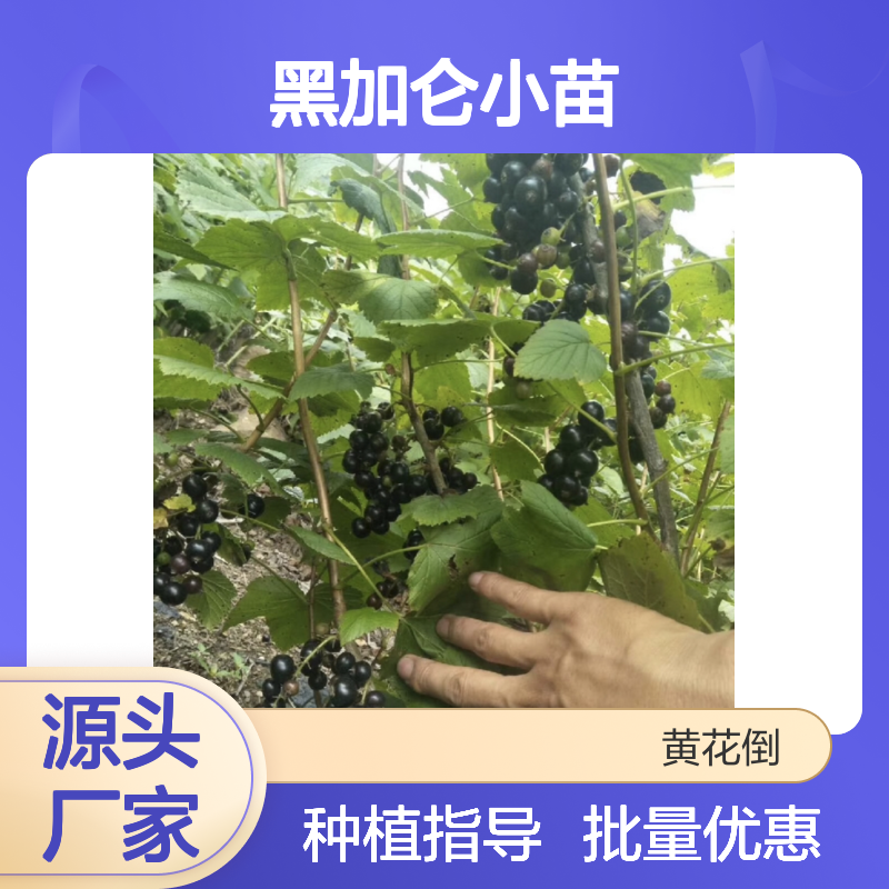 黑加仑小苗 基地直供 园林绿植 品质优良 生长旺盛