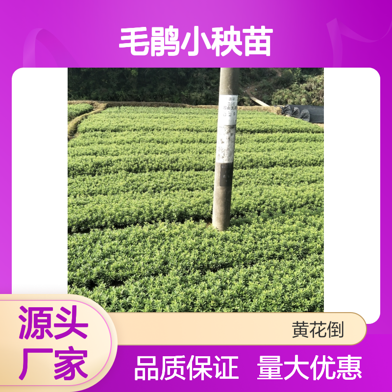 毛鹃小秧苗 半常绿灌木 基地直供 花多易养 适应性强