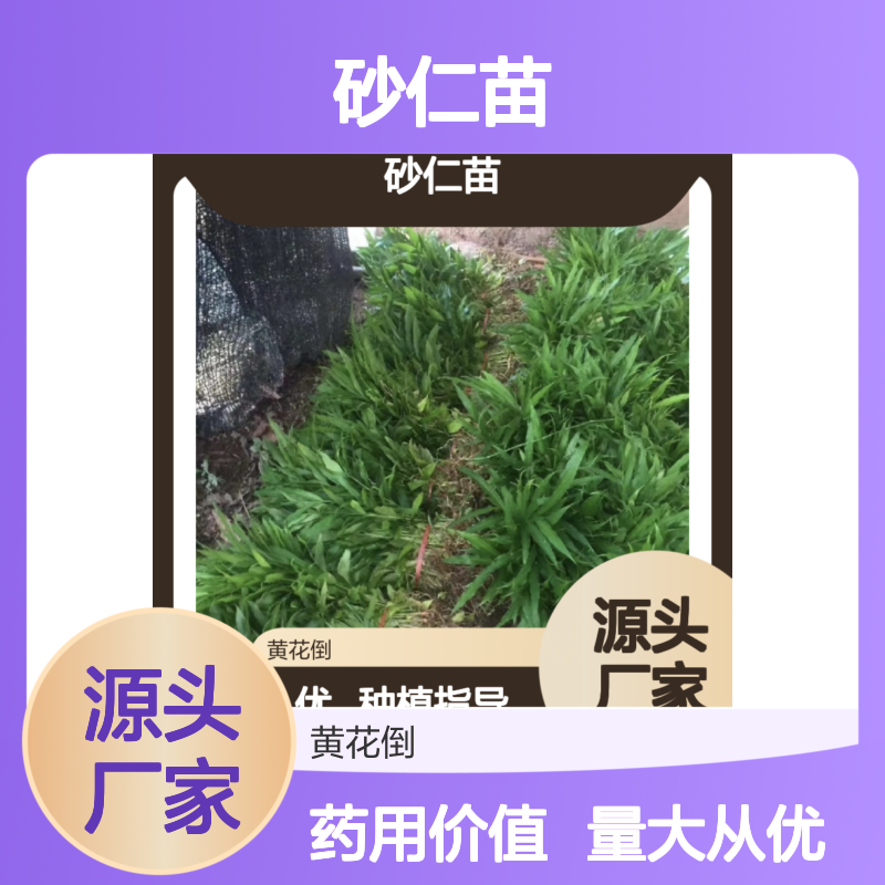 砂仁种植区优质砂仁苗 批发供应 生长迅速 易于管理