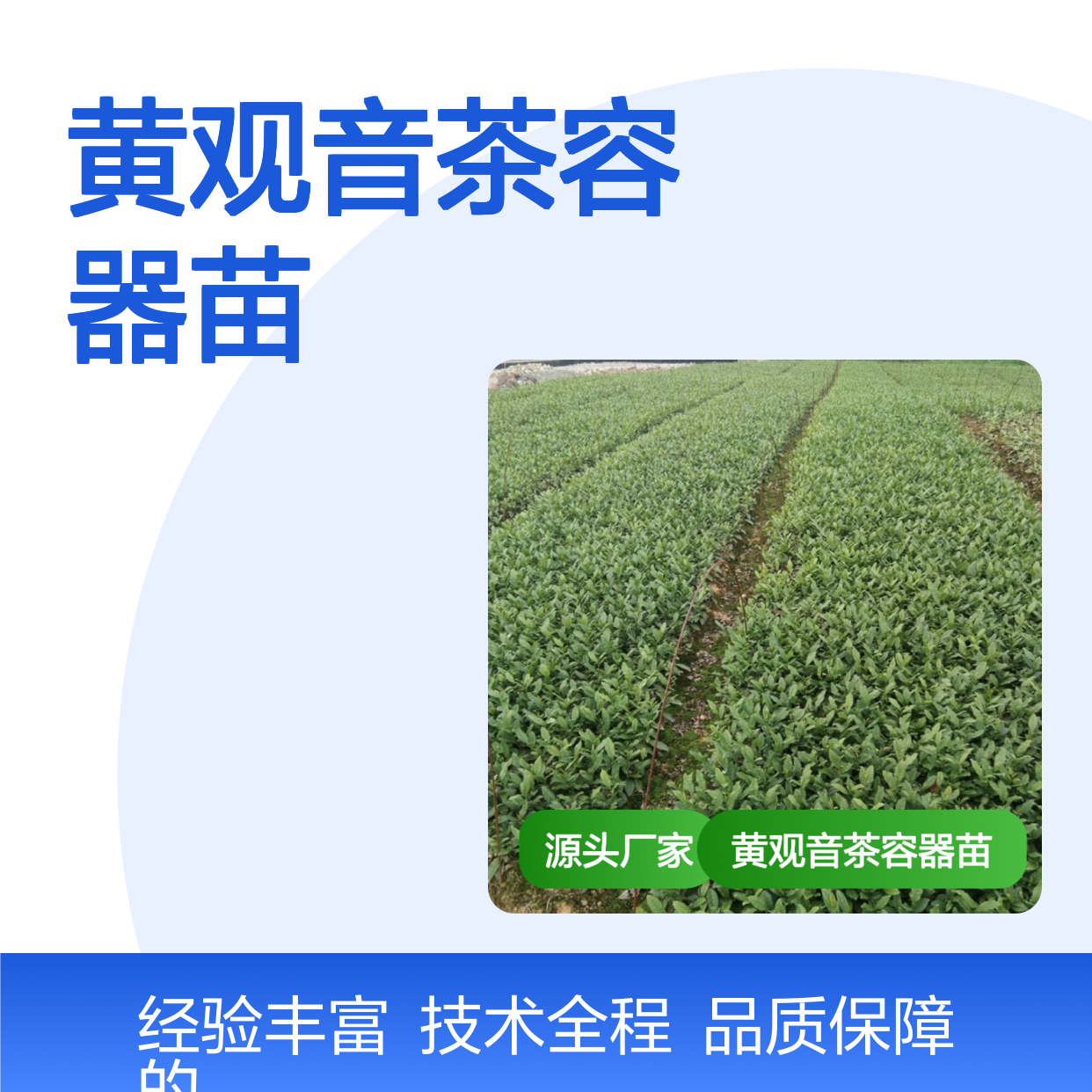苗木合作社自营黄观音茶容器苗 全程技术指导十几年苗木培育经验