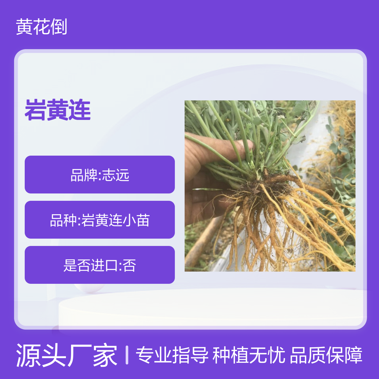 岩黄连种子 当年采收 种植技术指导免费 自营基地