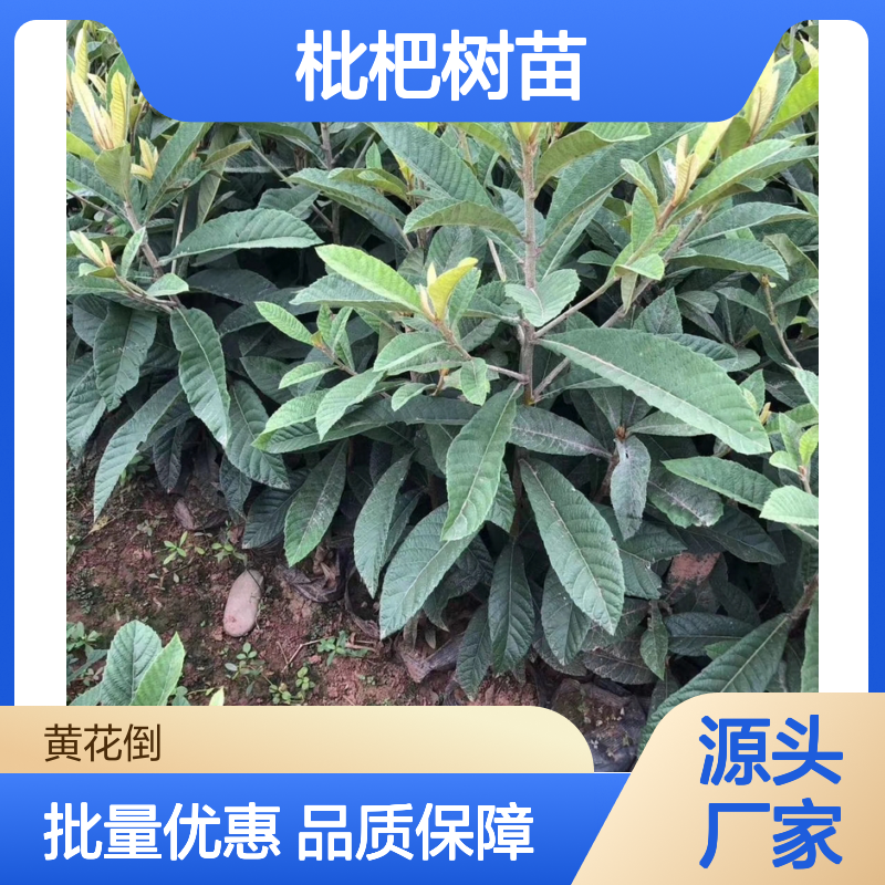 解放钟枇杷树苗 嫁接繁殖 果实鲜美 生长快速 易于管理