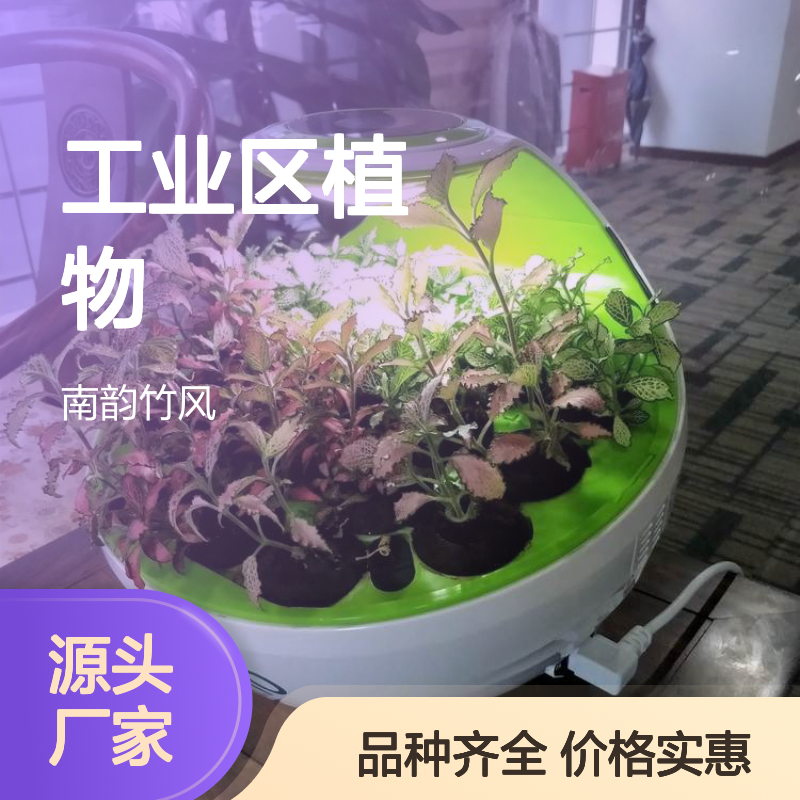 深 圳工业区植物租摆 每周定期养护盆栽品种齐全易打理 经济实惠