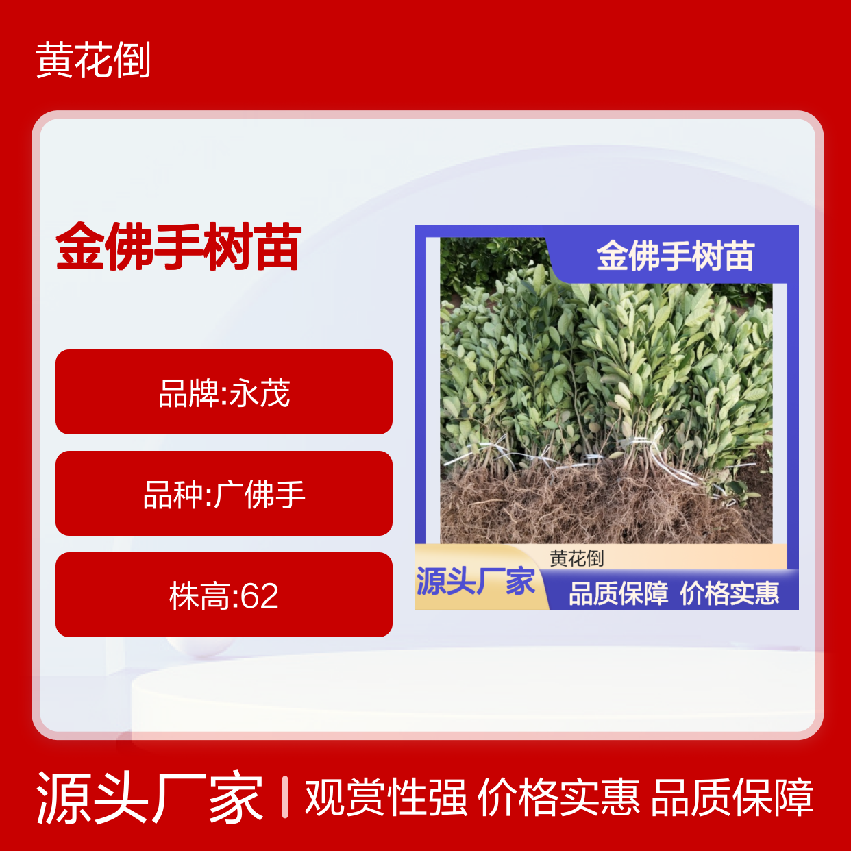 金佛手种植区 批发金佛手树苗 金佛手树苗基地