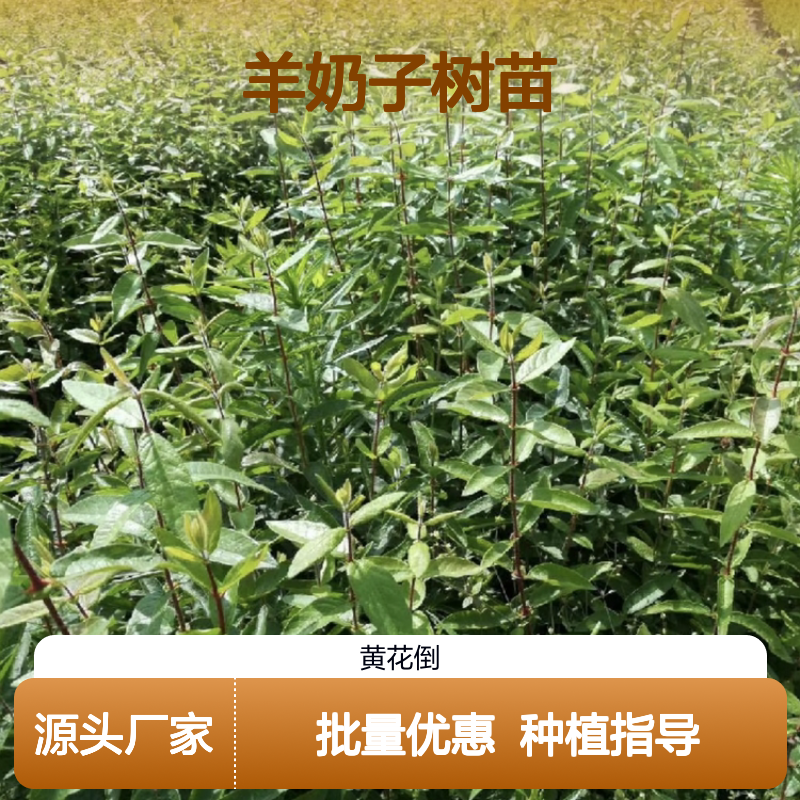 羊奶子树苗 耐寒常绿灌木 批发供应 生长迅速 产量丰富