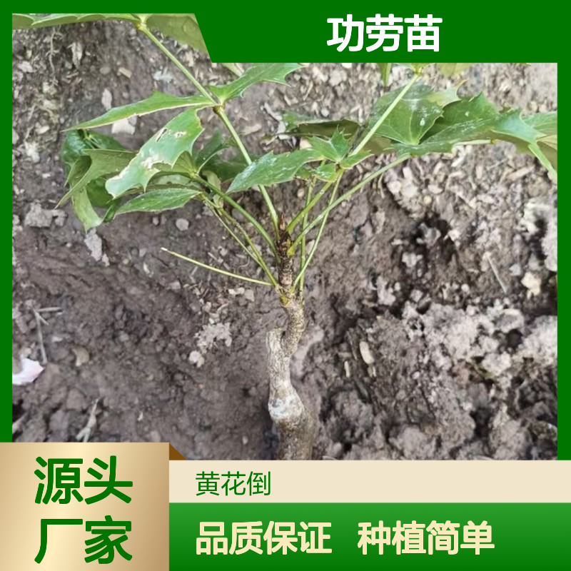 产地一手货源狭叶十大功劳苗 品种齐全质量保证根系发达种植好管理