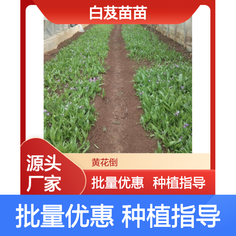 白芨苗苗种植基地 优质苗批发 适应性强 养护简单