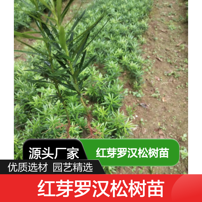 红芽罗汉松树苗 百亩种植园直供 园林优选 细致材质