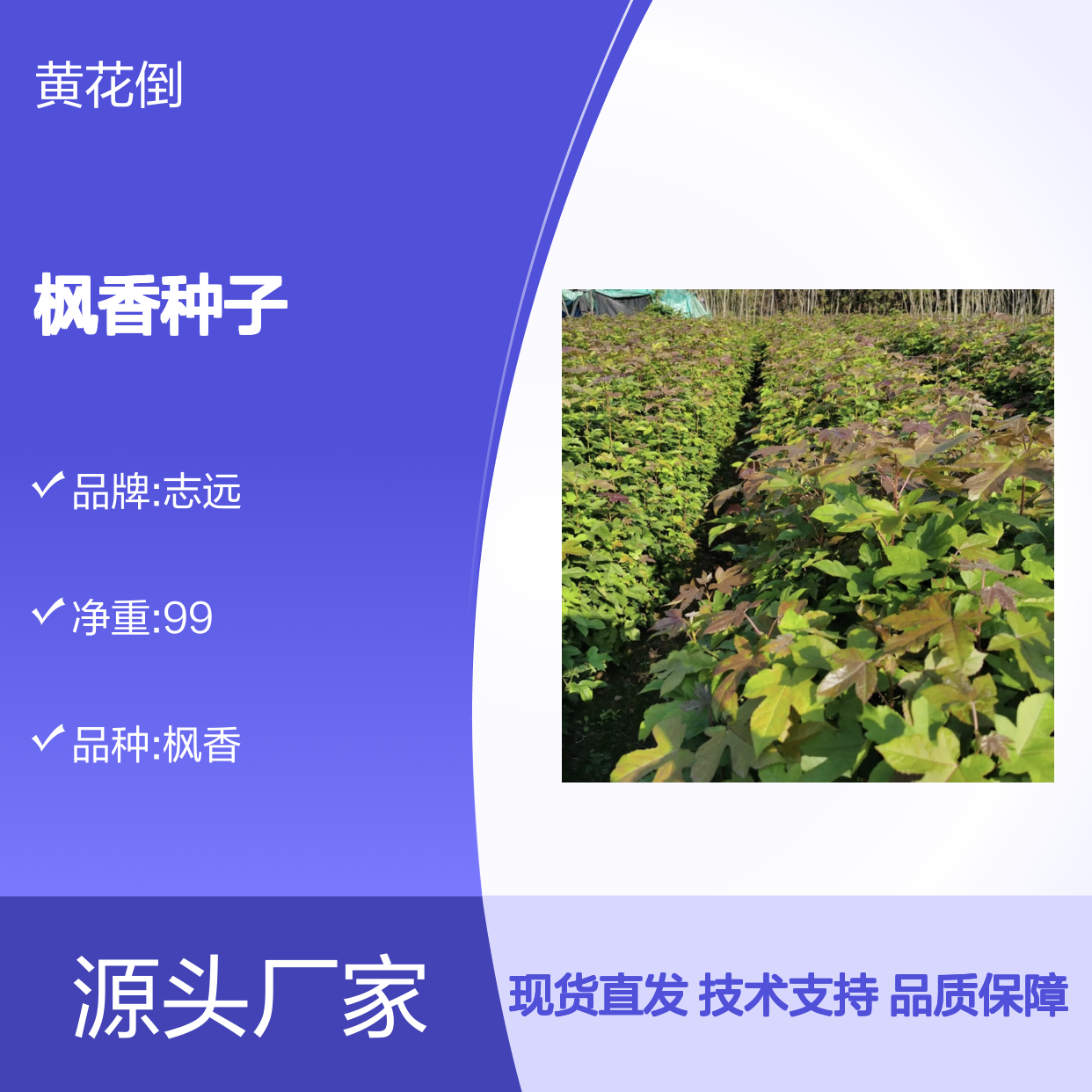 纯新北美枫香种子 苗木培育指导 现货充足 生长迅速