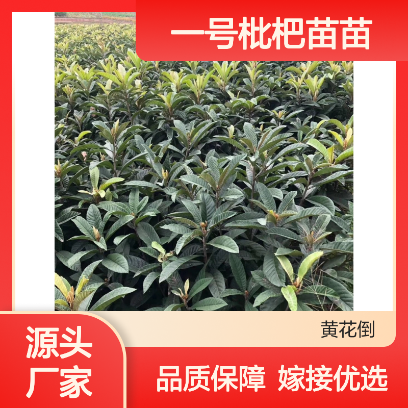 一号枇杷苗苗 优质果树苗木 生长强健 产量颇高