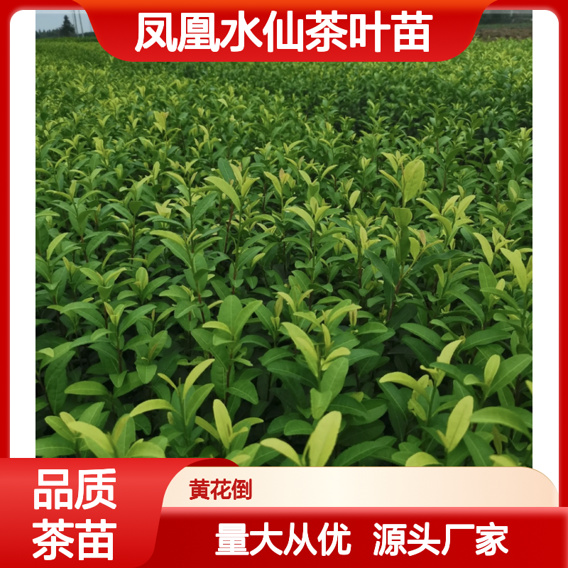 凤凰水仙茶叶苗基地直供 优质茶苗批发 百亩种植