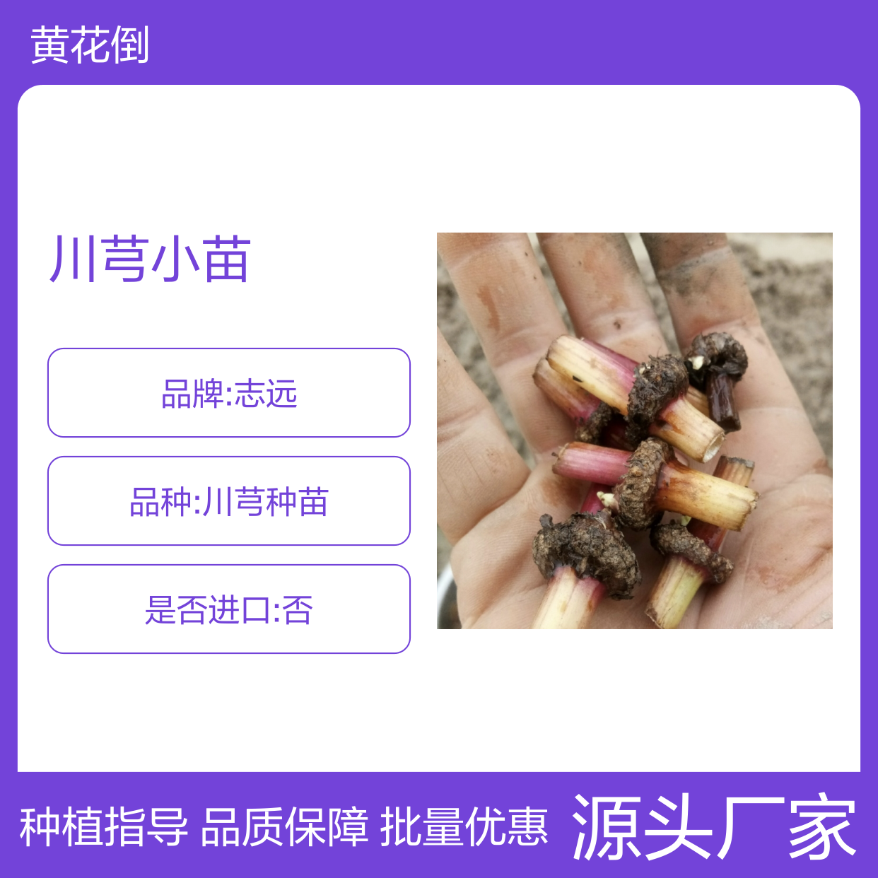 川芎小苗 优质种苗 批发供应 生长旺盛 成活率高