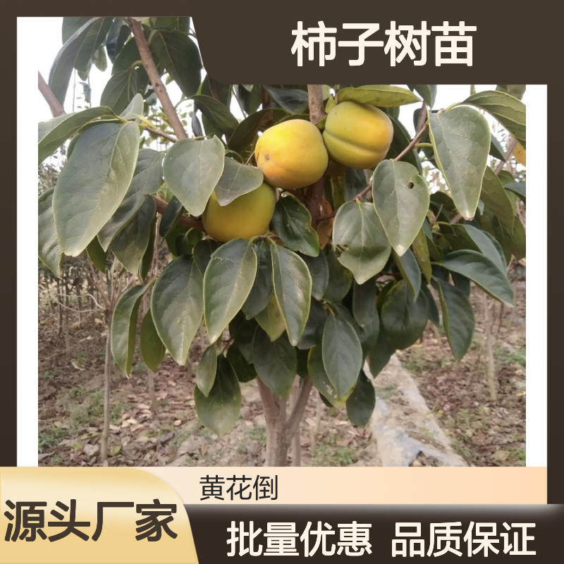 脆柿子树苗 批发种植基地直供 存储方便 用途多样