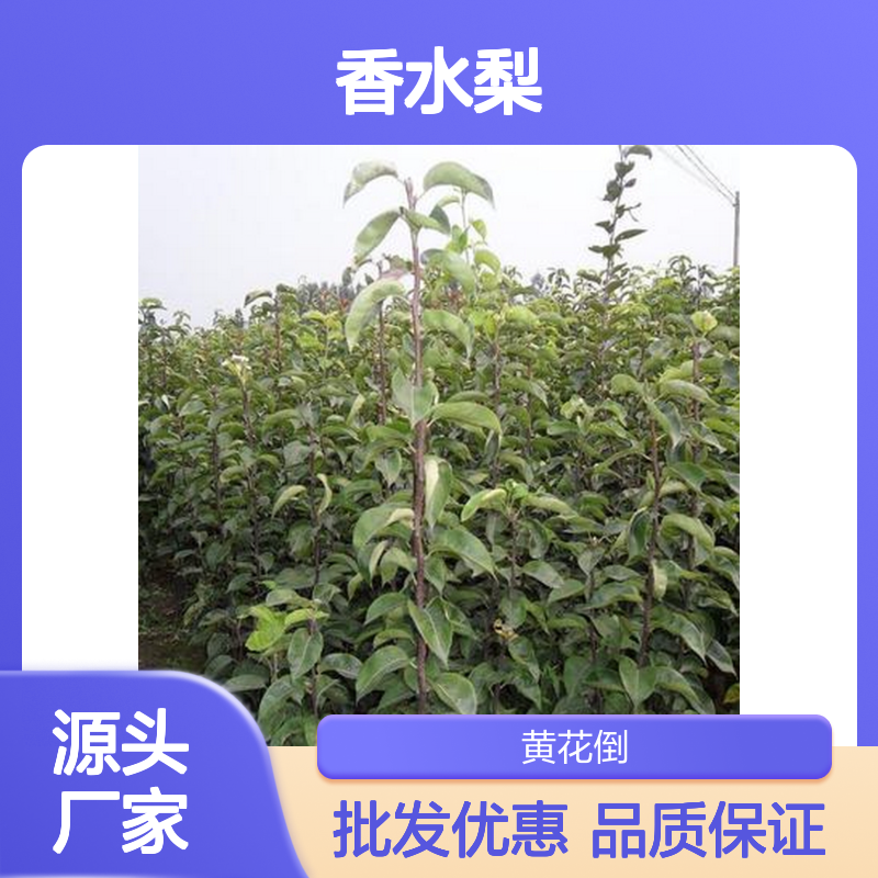 大香水梨 百亩基地直供 口感鲜美 汁多味甜 品种优良