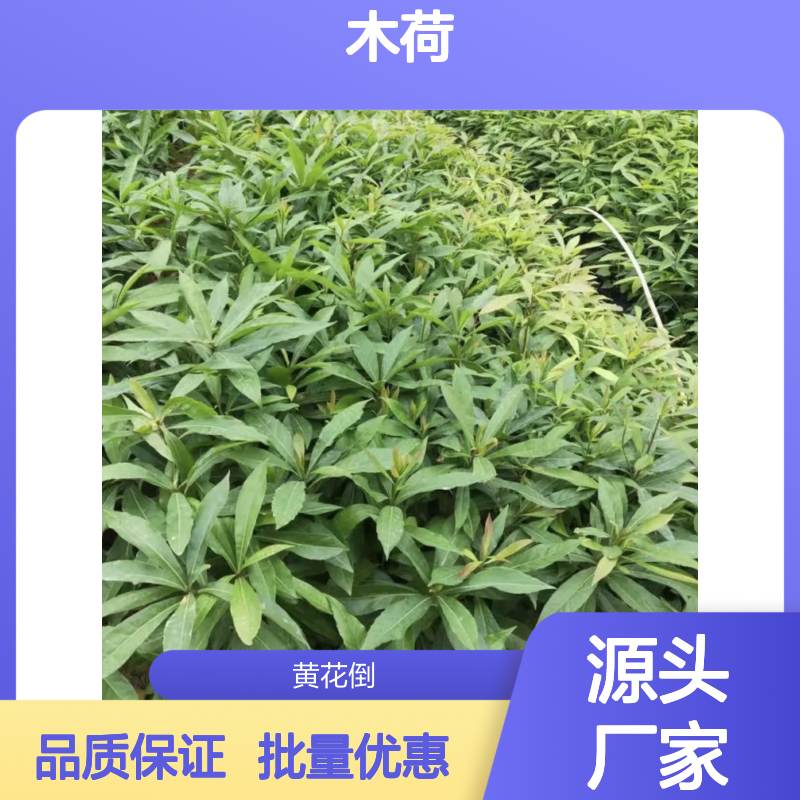 木荷种苗 批发供应 百亩种植园直供 广繁殖性 易于培育