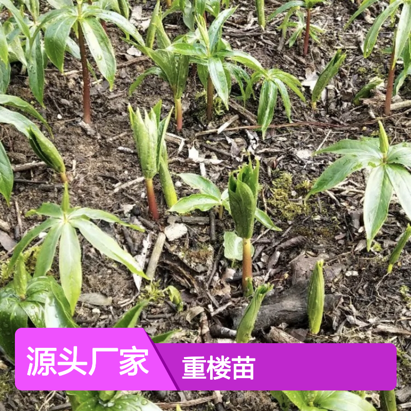优质重楼苗 批发种植 园艺优选 成活率高 药用价值