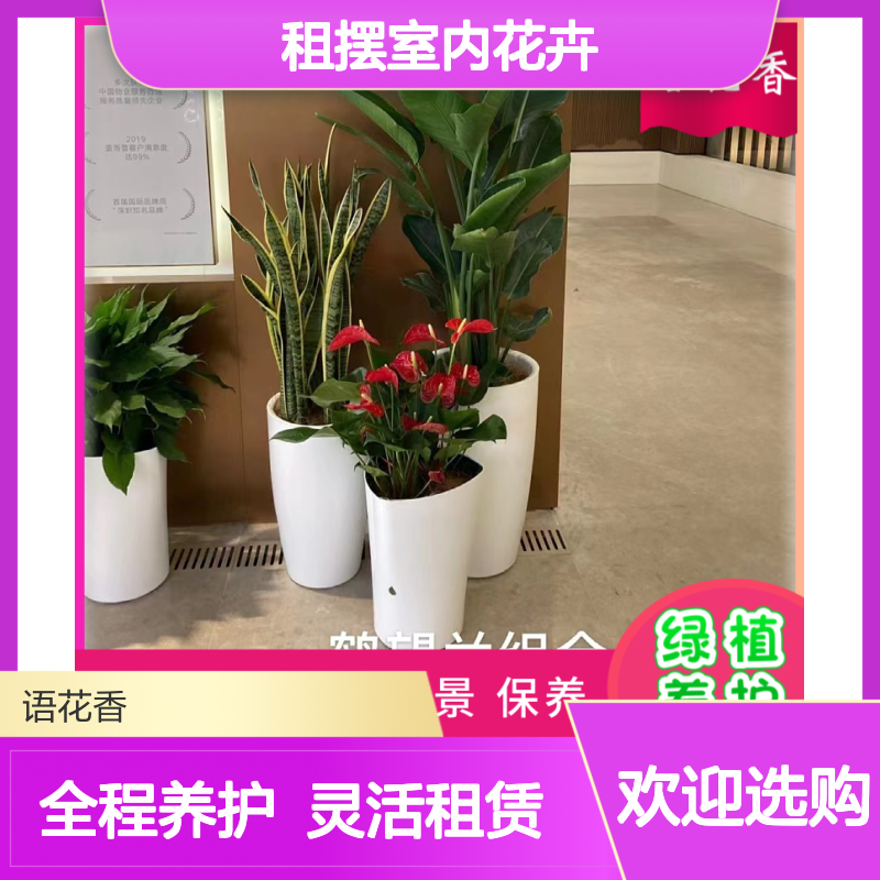 租摆室内花卉 蝴蝶兰盆栽 微型盆景 打造有氧办公生活环境