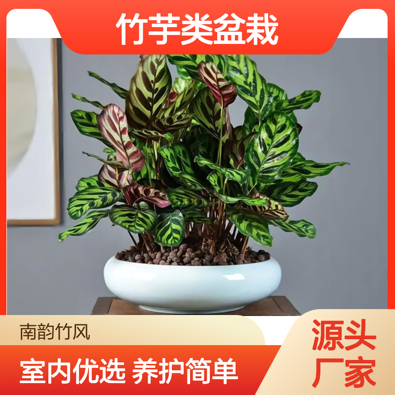 竹芋类盆栽种类 室内办公室常见好养花卉绿植品种 植物租摆 南韵竹风