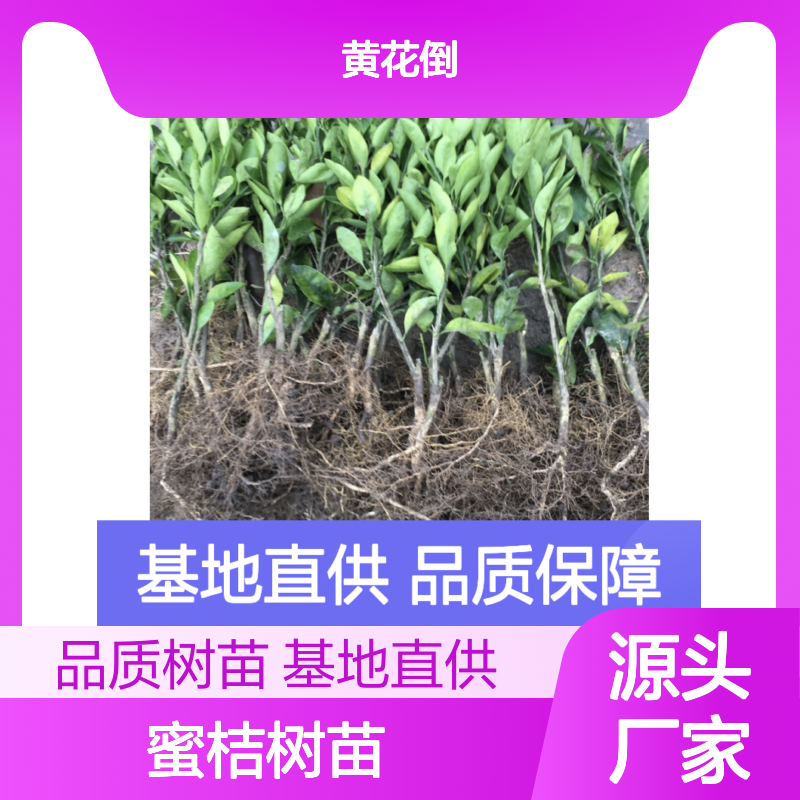 正宗南丰蜜桔 树苗健壮 产量高 科学管理 口感甘芳
