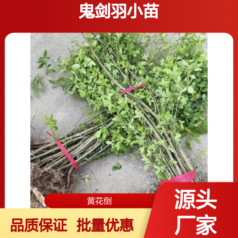 鬼剑羽小苗 批发供应 园林优选 易于修剪 树冠浓密