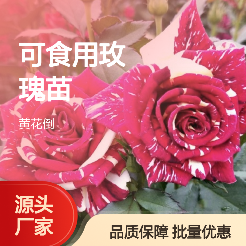 可食用玫瑰苗 多种颜色 园艺优选 皮刺密集 花期长久