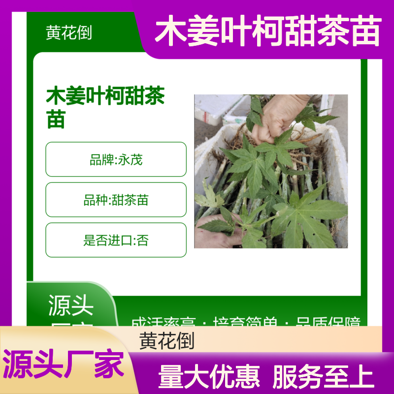 木姜叶柯甜茶苗 园林优选 抗旱耐涝 常绿灌木 甜茶品味
