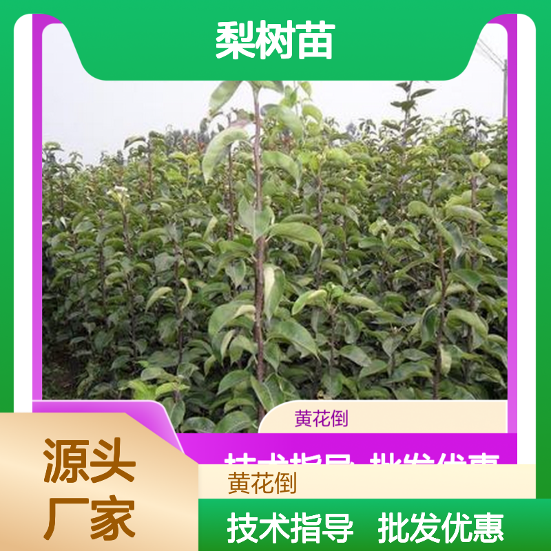 黄花梨树苗 种植园直供 品质保证 技术成熟 生长迅速