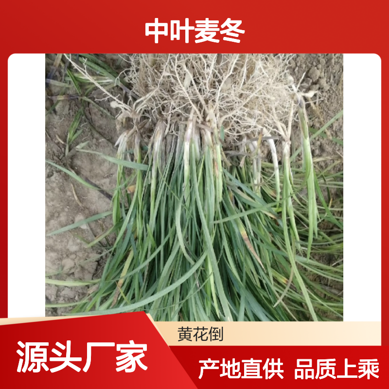 中叶麦冬 百亩种植 主产区直供 粒大肉实 色泽黄白