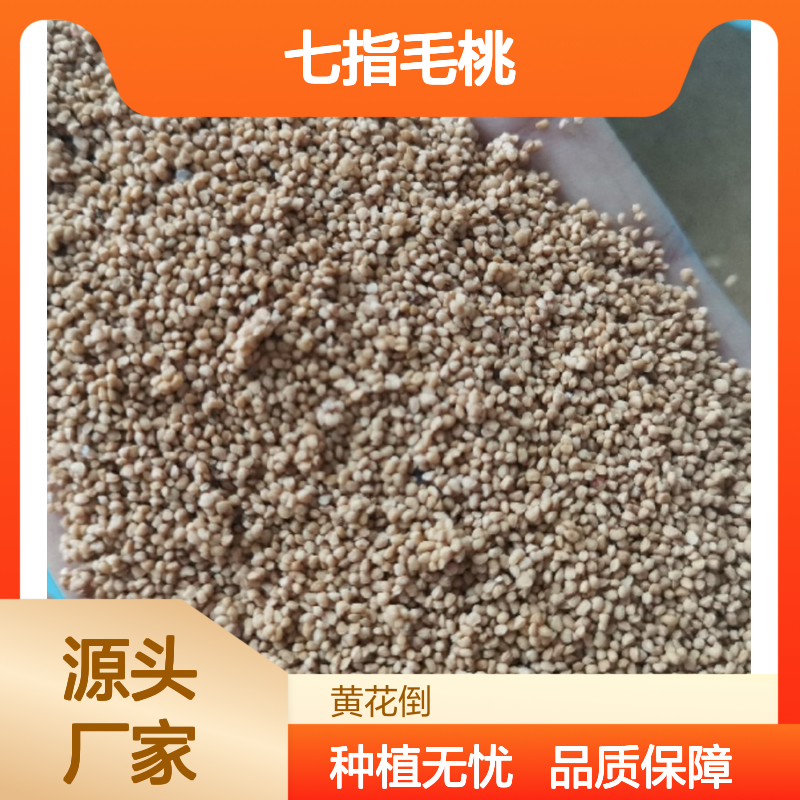 当年新采七指毛桃种子 基地直供技术指导 易于管理