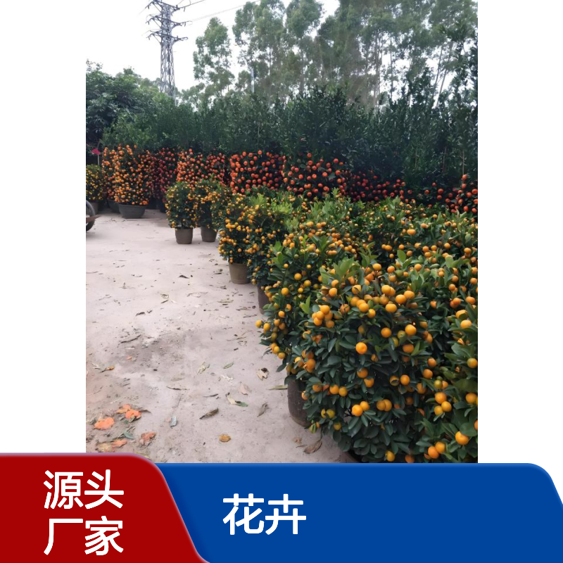 12寸年桔盆栽 120cm高四季桔批发 深 圳年宵花卉花店销售 南韵竹风